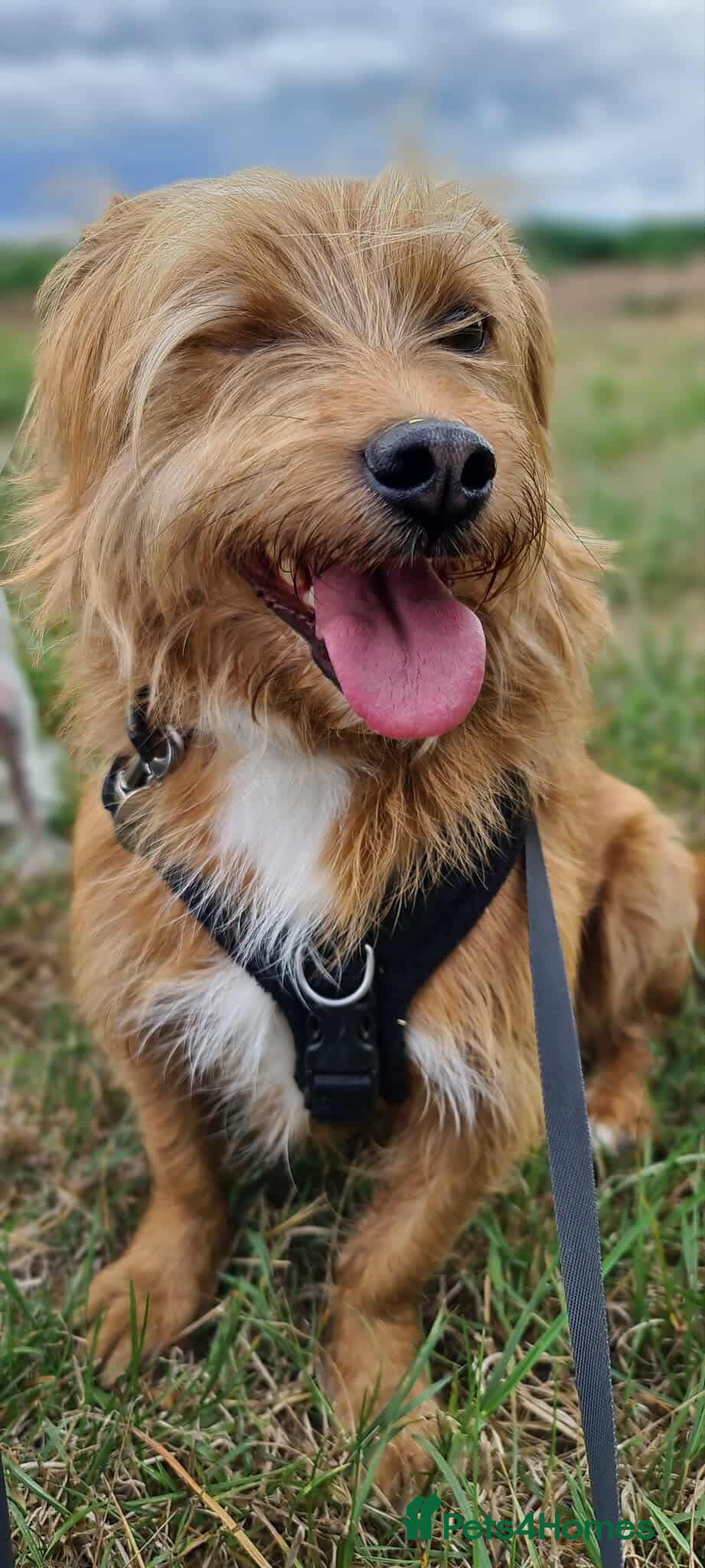 Mixed Breed dogs One Eyed Nedd - Advert 1