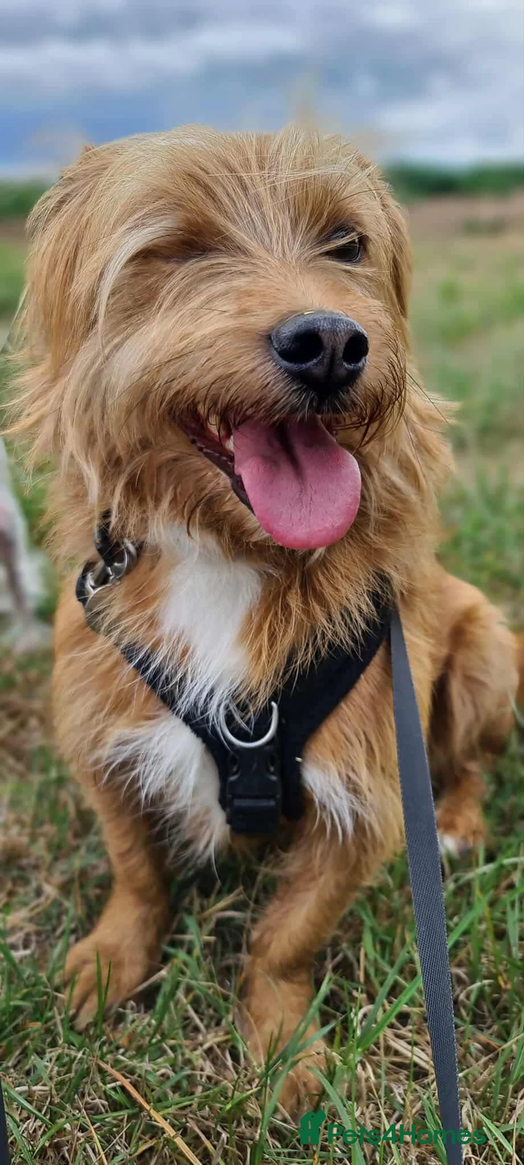 Mixed Breed dogs for adoption: One Eyed Nedd - Advert 1