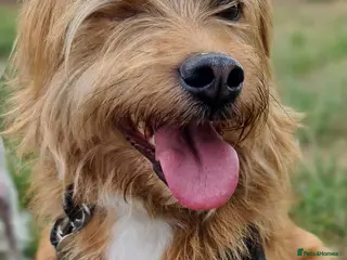 Mixed Breed dogs One Eyed Nedd - Advert 1