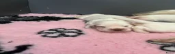 Clumber Spaniel dogs for sale: Top Quality Clumbers  - Advert 6