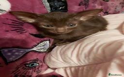 Oriental cats for sale: Full Pedigree Oriental 1 Kitten XL size ears GCCF - Advert 22