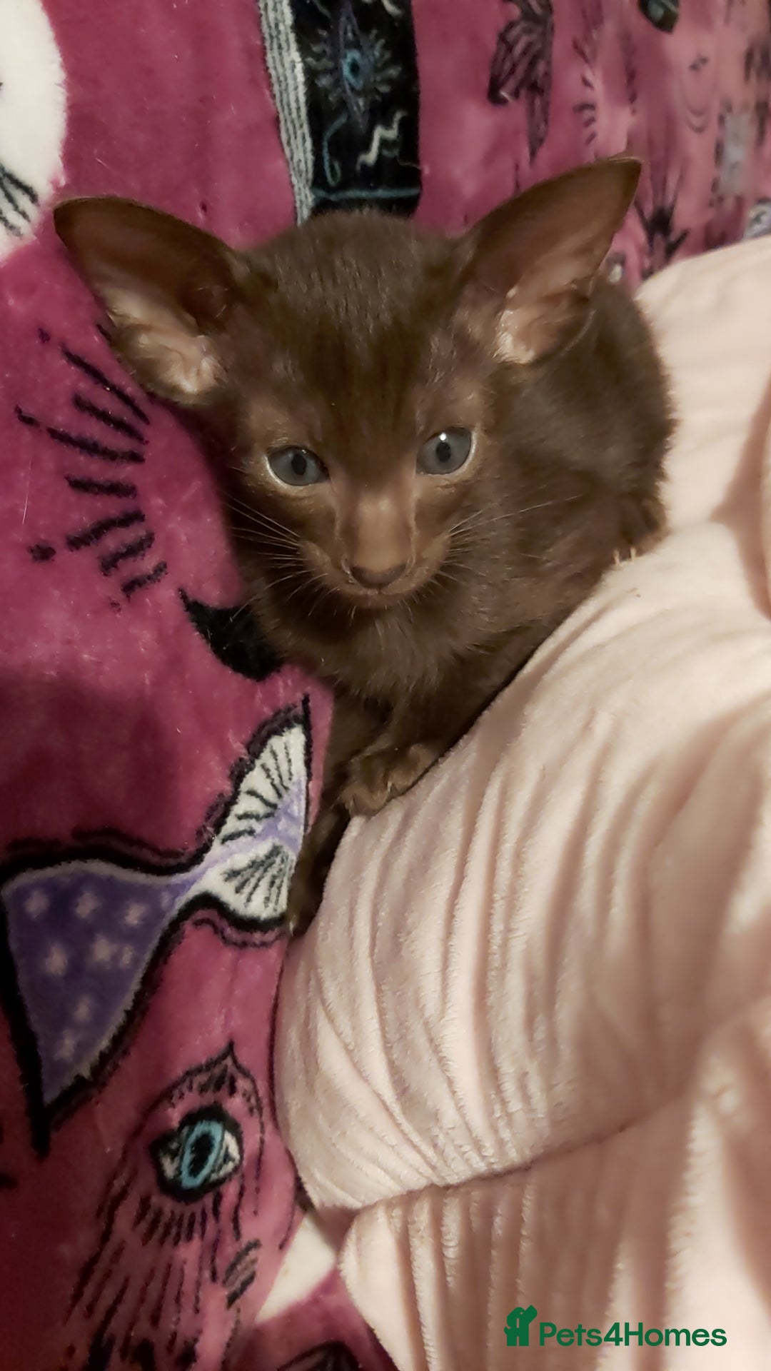 Oriental cats for sale: Full Pedigree Oriental 1 Kitten XL size ears GCCF - Advert 22