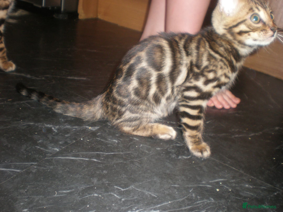 Bengal cats for sale: Only 1 Beautiful Bengal Kittens Ready to leave now in Manchester - Image 7