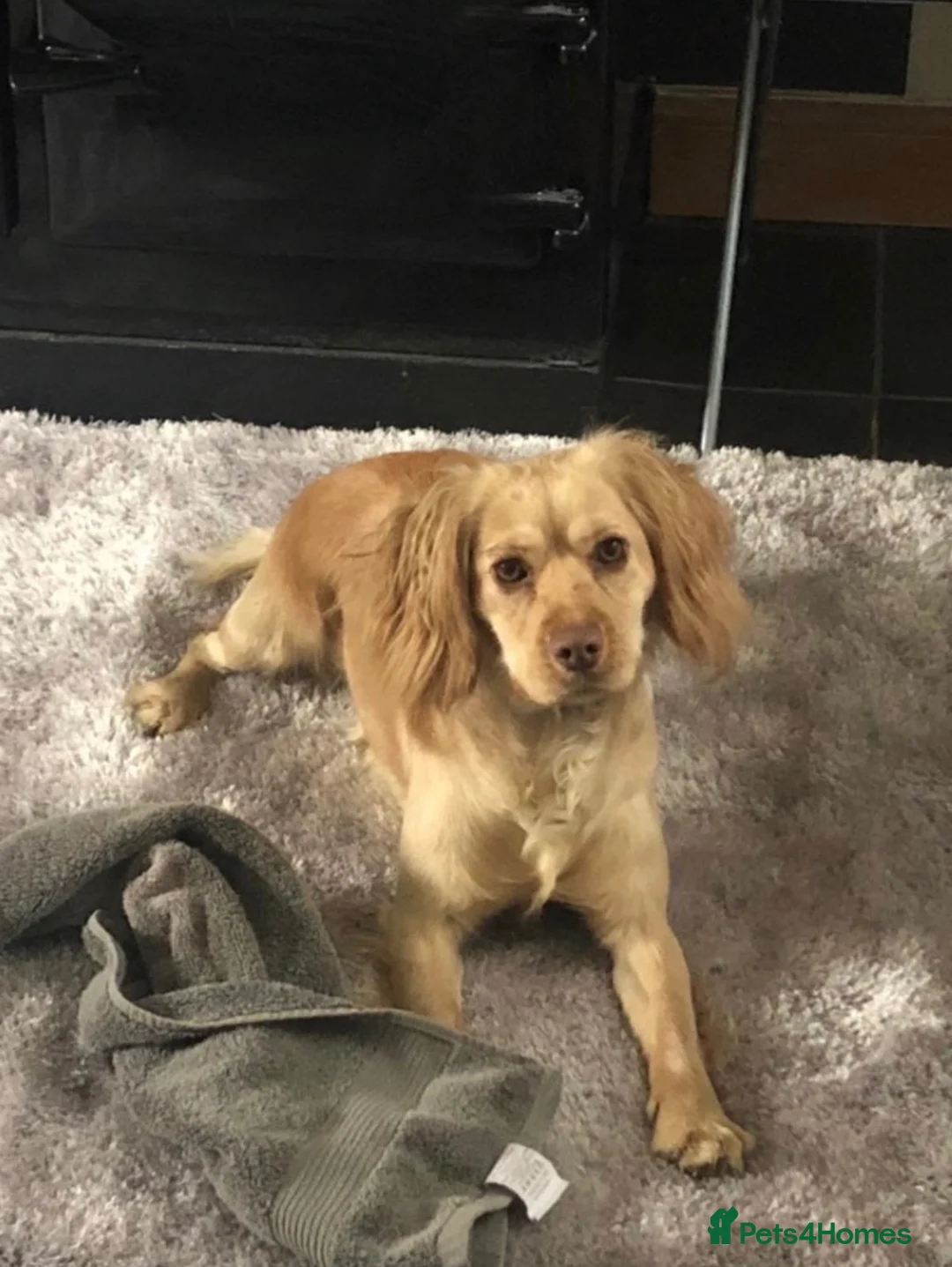 Mixed Breed dogs for sale: 4 beautiful Sprollie pups available  - Advert 2