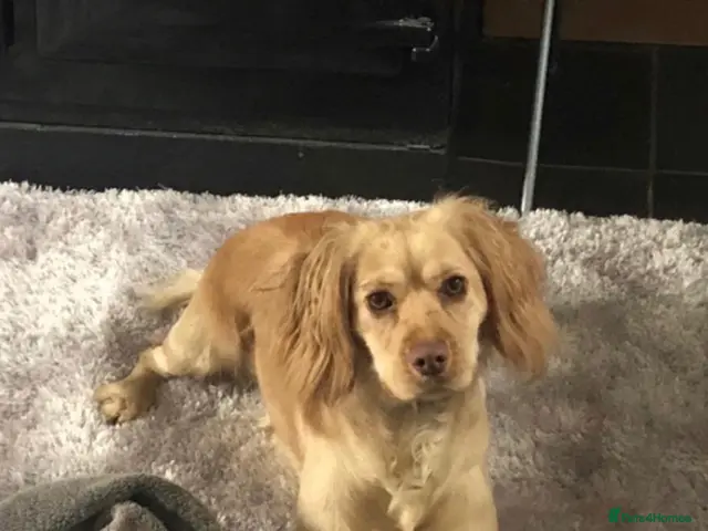Mixed Breed dogs for sale: 4 beautiful Sprollie pups available - Advert 2