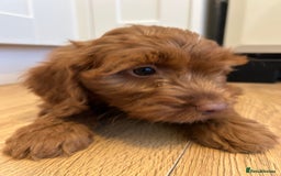 Cockapoo dogs for sale: Beautiful miniature Teddybear Cockapoo  puppies  - Image 36