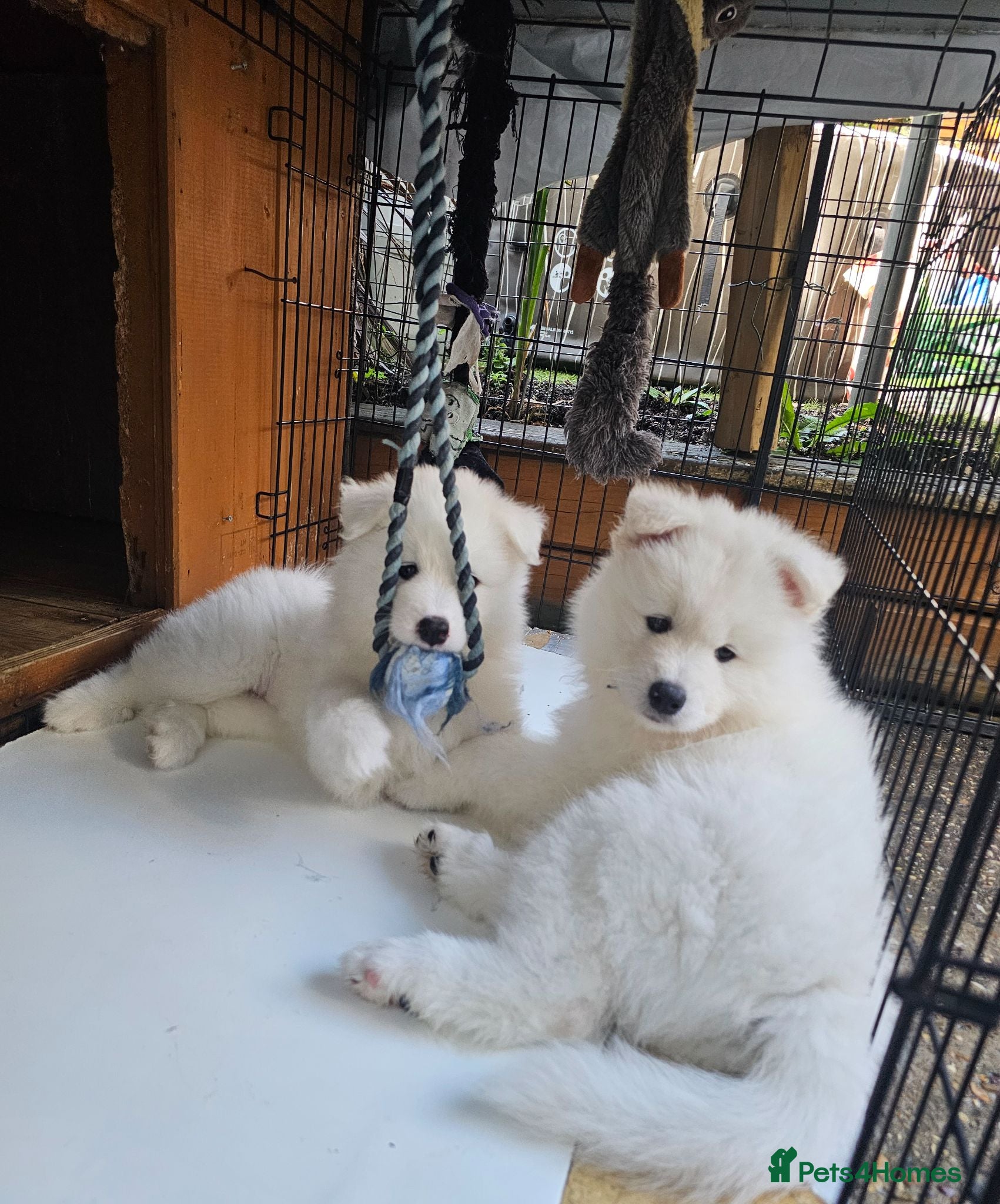 Samoyed dogs 🩷💙Adorable Samoyed puppies 🩷💙 - Advert 2