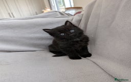 Ragdoll cats for sale: Tabby or black Ragdoll x kittens - Image 32