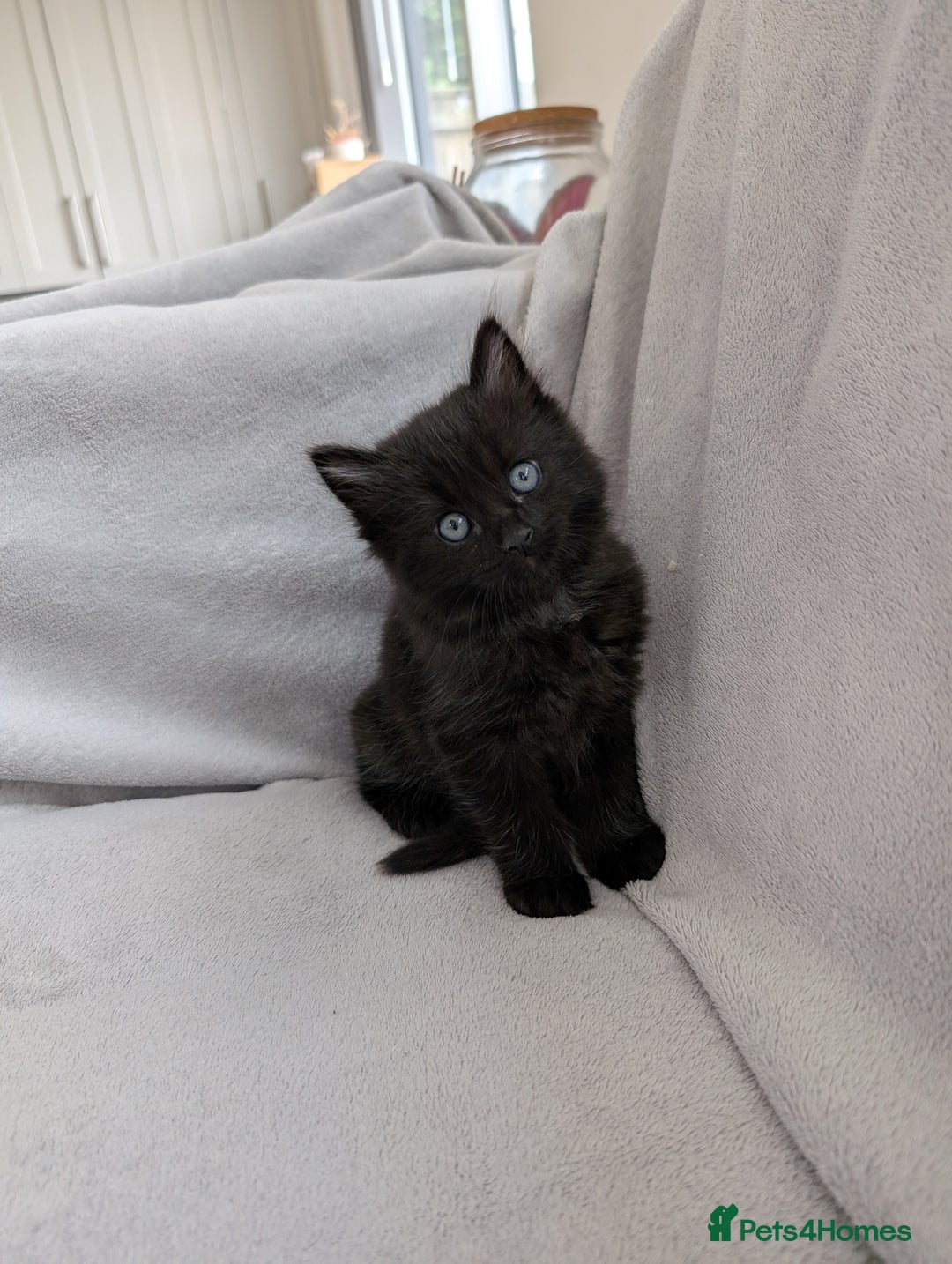 Ragdoll cats for sale: Tabby or black Ragdoll x kittens - Image 32