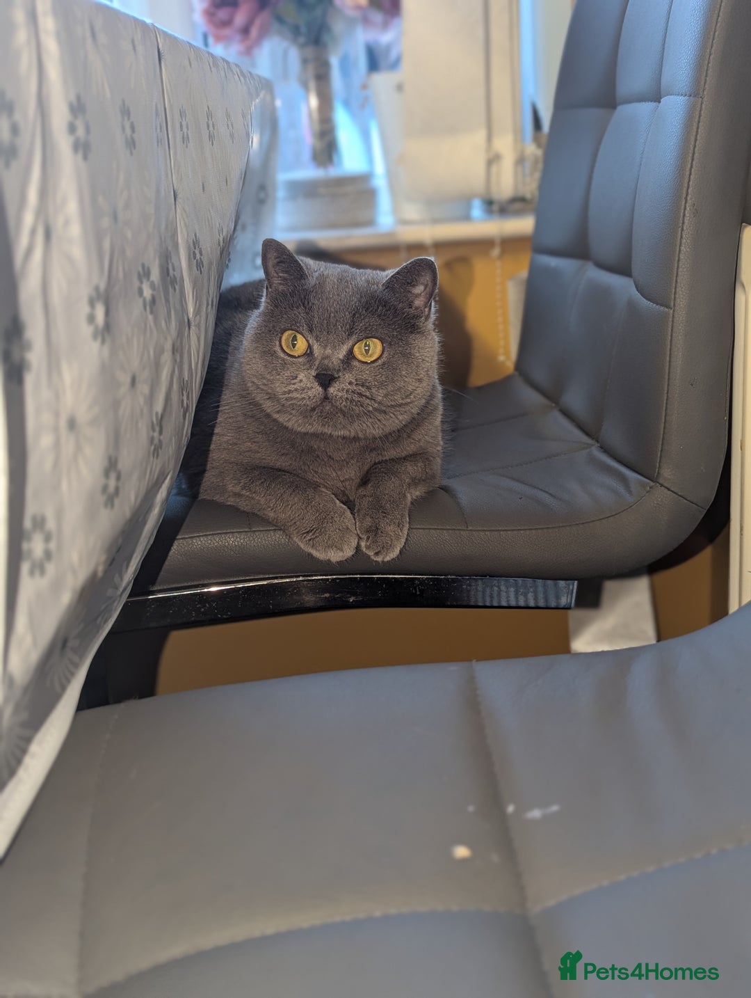 British Shorthair cats for sale: 2 British short hair cats for sale.  - Image 5