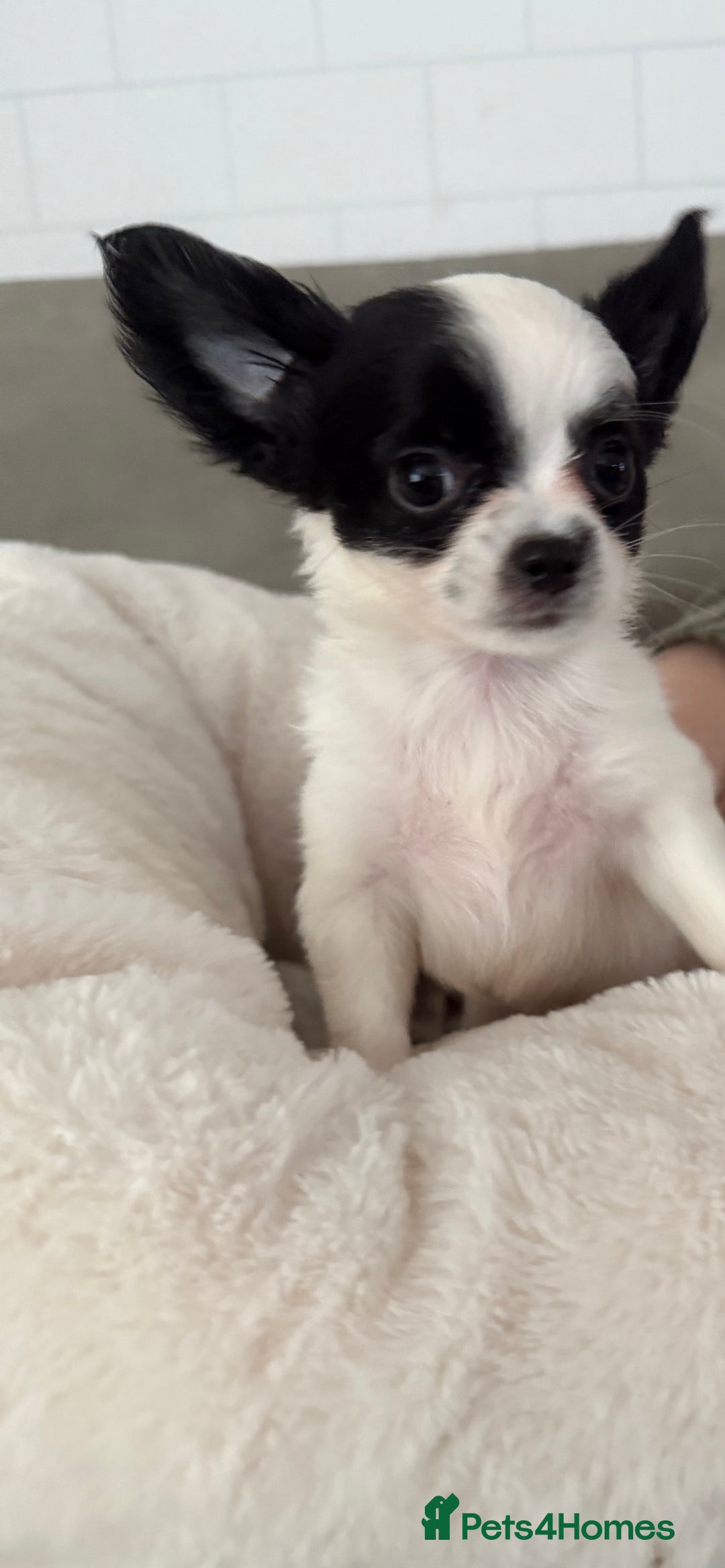 Chipoo dogs for sale: Chipoo puppies - Image 3