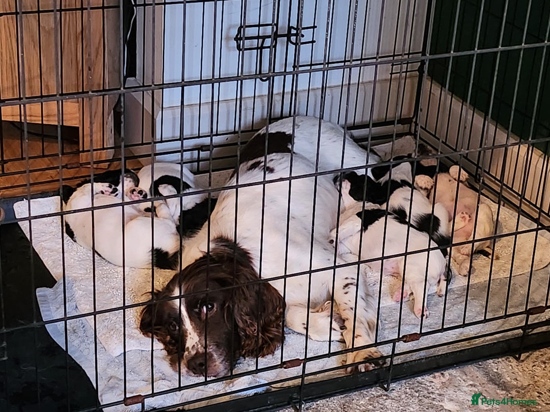 English Springer Spaniel dogs for sale: Part Trained Gun Dog  - Advert 10