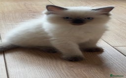 Ragdoll cats for sale: Ragdoll - Image 6