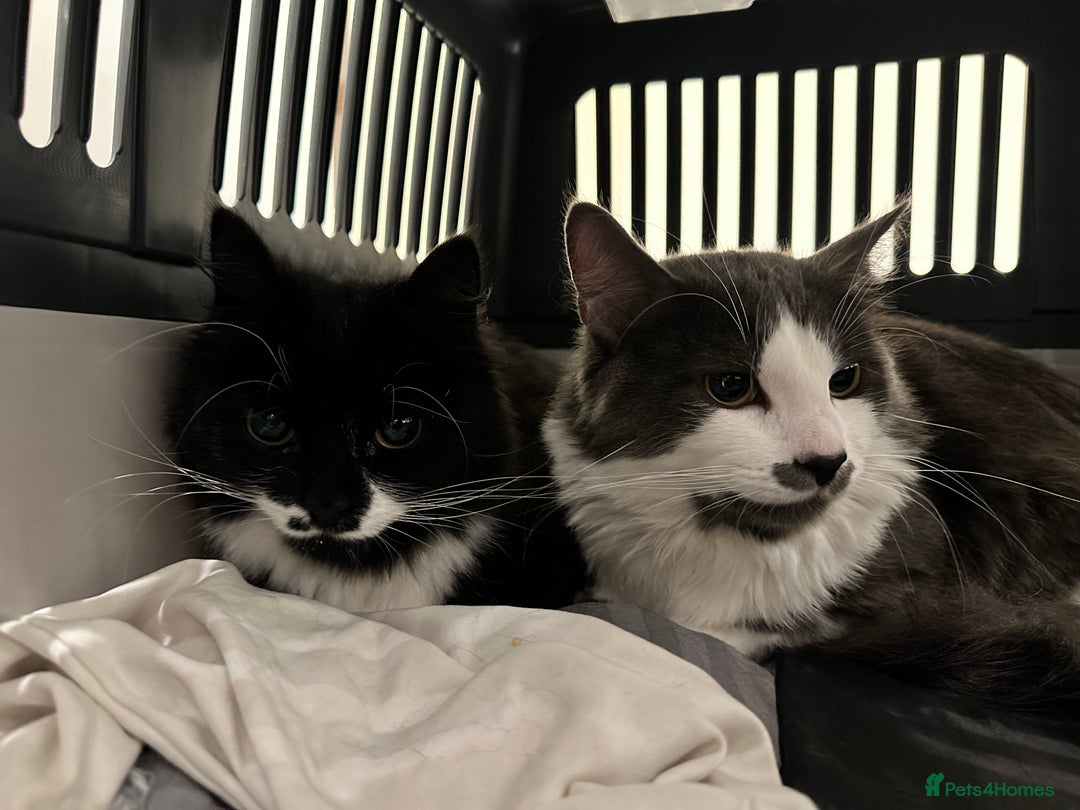 Turkish Angora cats for sale: URGENT🚨 2 Brothers looking for a loving home!! - Image 1