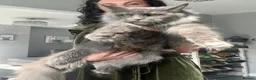 Maine Coon cats for sale: Family Raised Russian Maine Coons  - Advert 6