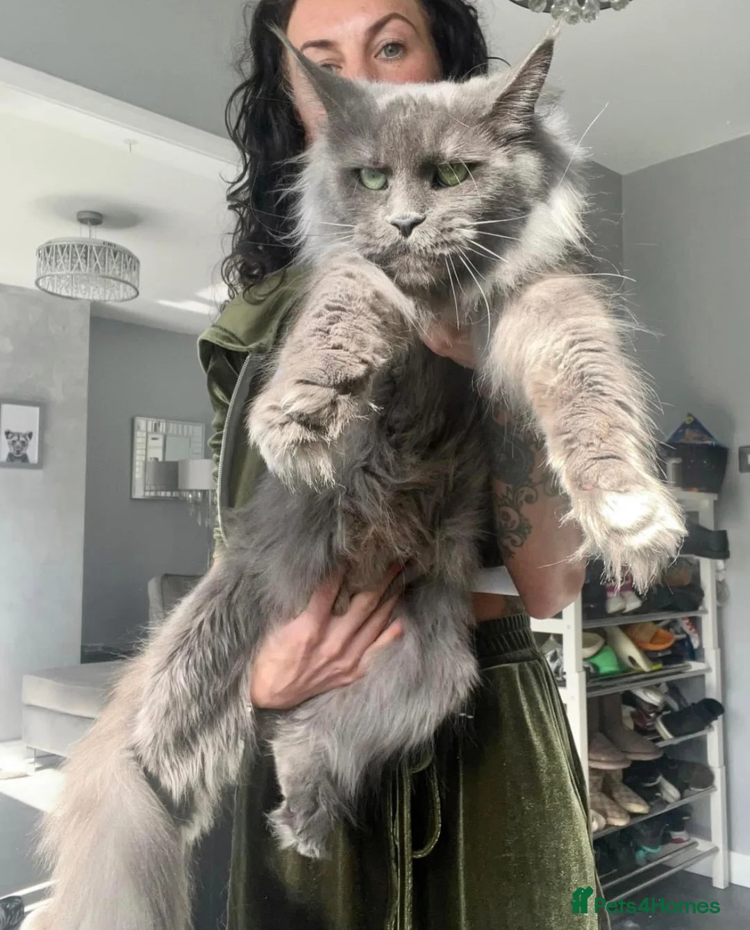 Maine Coon cats for sale: Family Raised Russian Maine Coons  - Advert 6
