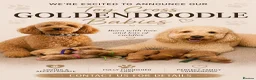 Mini Goldendoodle dogs for sale: Toy Cross Goldendoodle Puppies - Advert 15