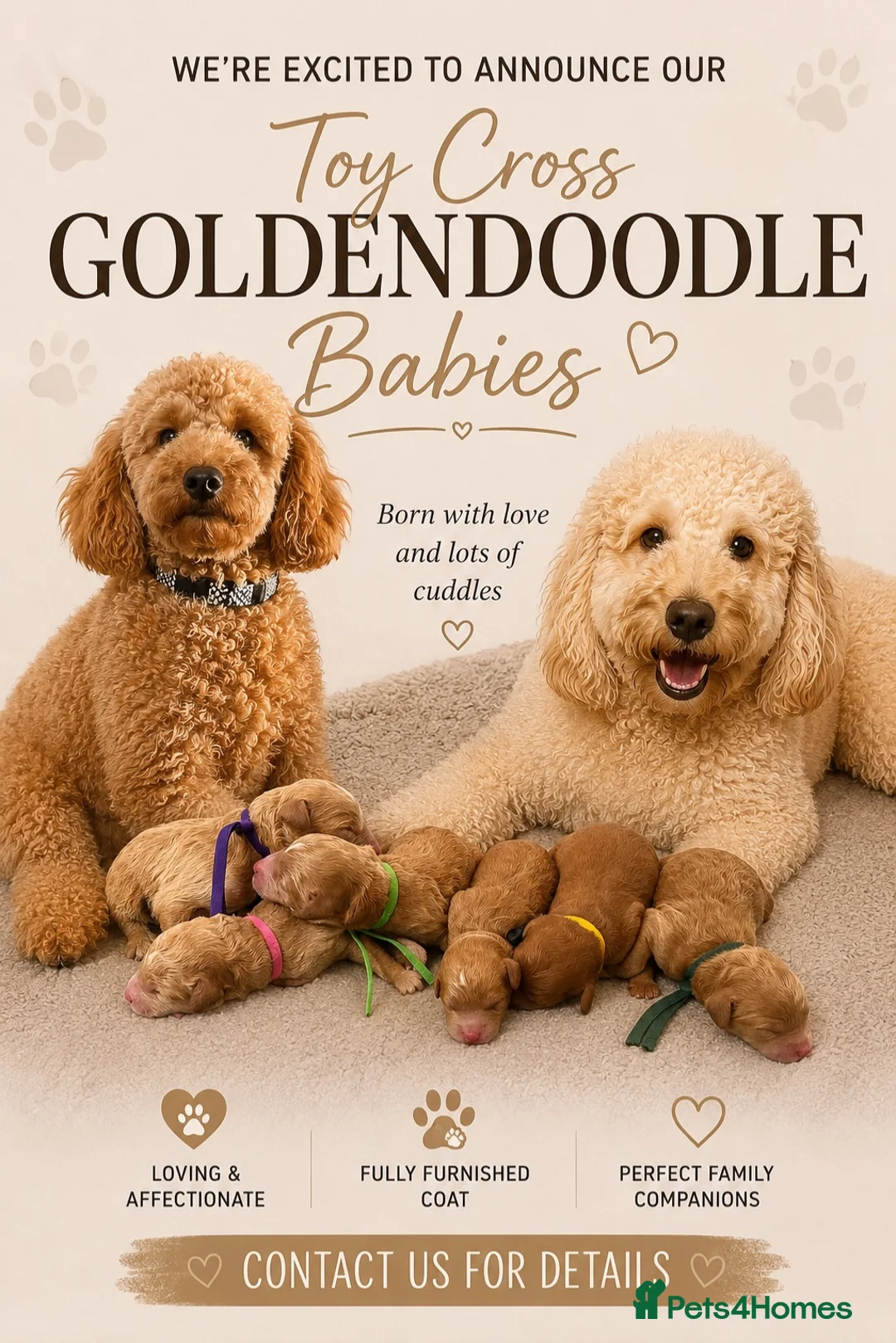Mini Goldendoodle dogs for sale: Toy Cross Goldendoodle Puppies - Advert 15