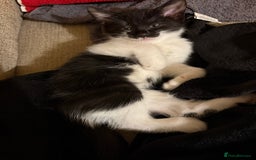 British Shorthair cats for sale: beautiful little girl - Image 1