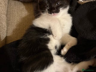 British Shorthair cats - Advert 15