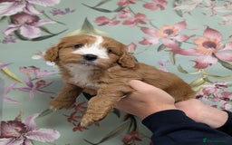 Cockapoo dogs for sale: Show type Cockapoos DNA CLEAR  - Image 16