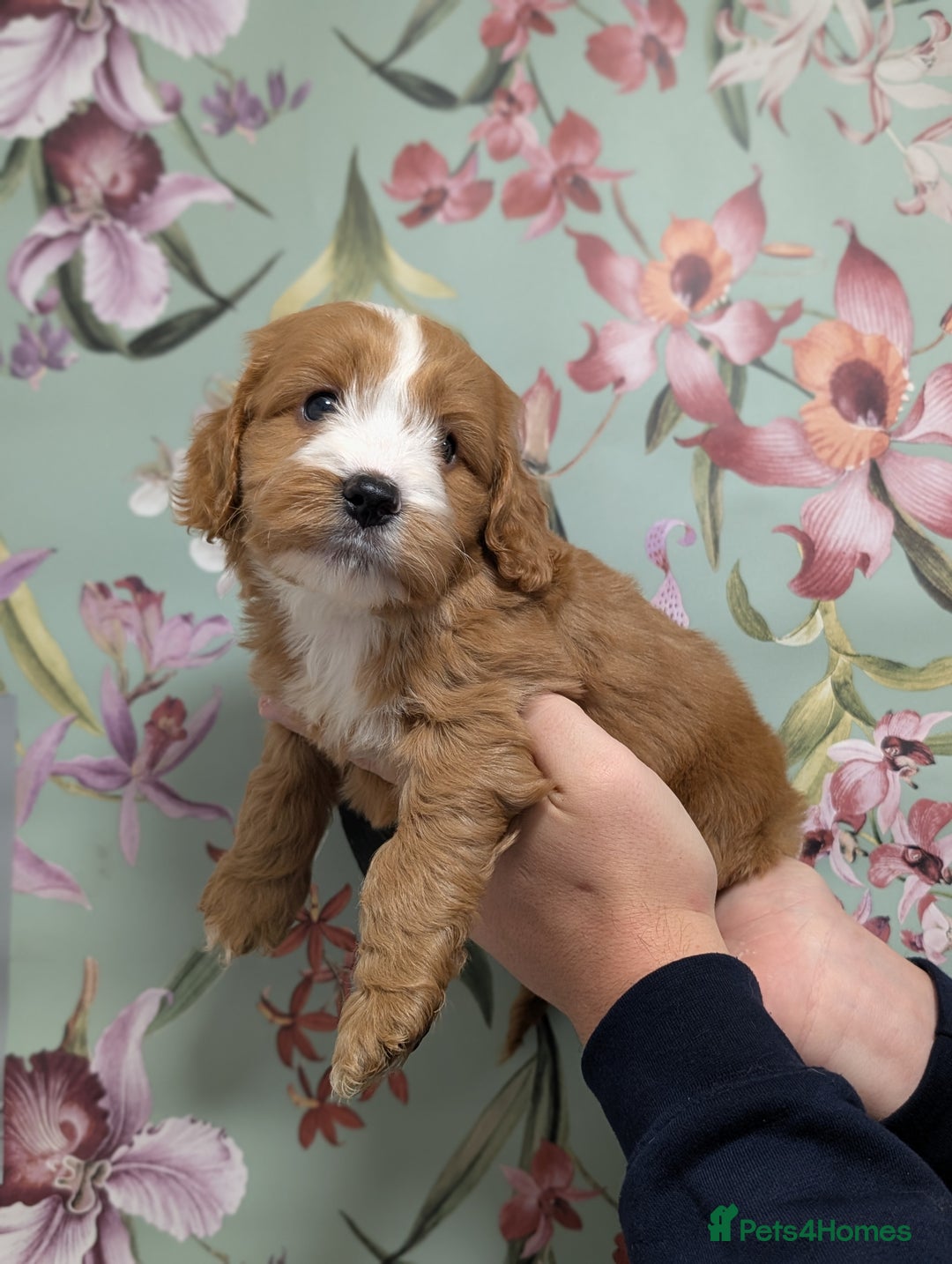 Cockapoo dogs for sale: Show type Cockapoos DNA CLEAR  - Image 16