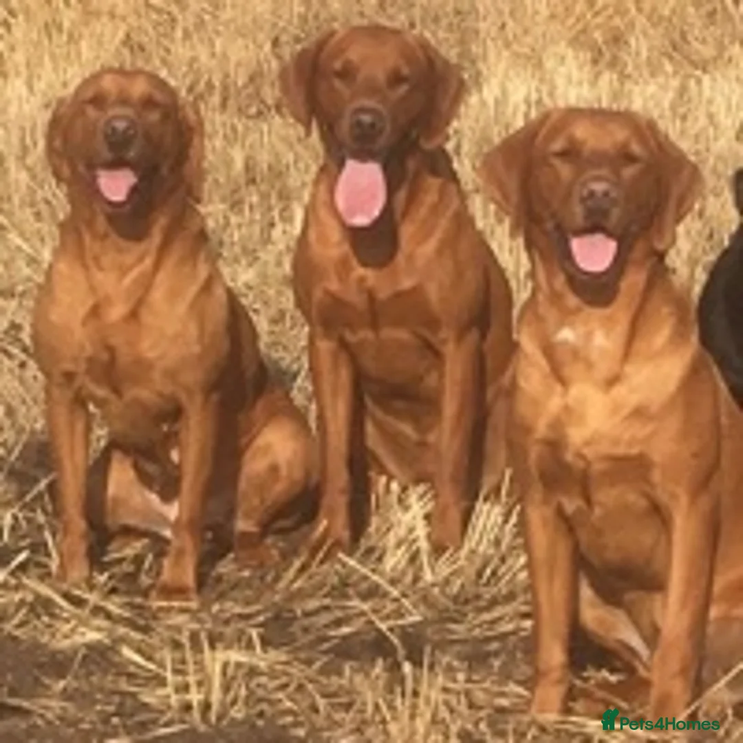 Labrador Retriever dogs for stud: CLAYBROW RED RAMBLER available for Stud (Proven) in Southport - Advert 10