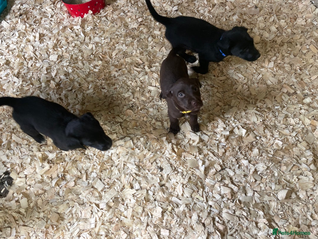 Mixed Breed dogs for sale:  8 Kelpie x labrador Puppies for sale  - Image 17