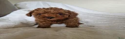 Cavapoo dogs for sale: 7 Beautiful Deep Red Cavapoo Puppies - Advert 15