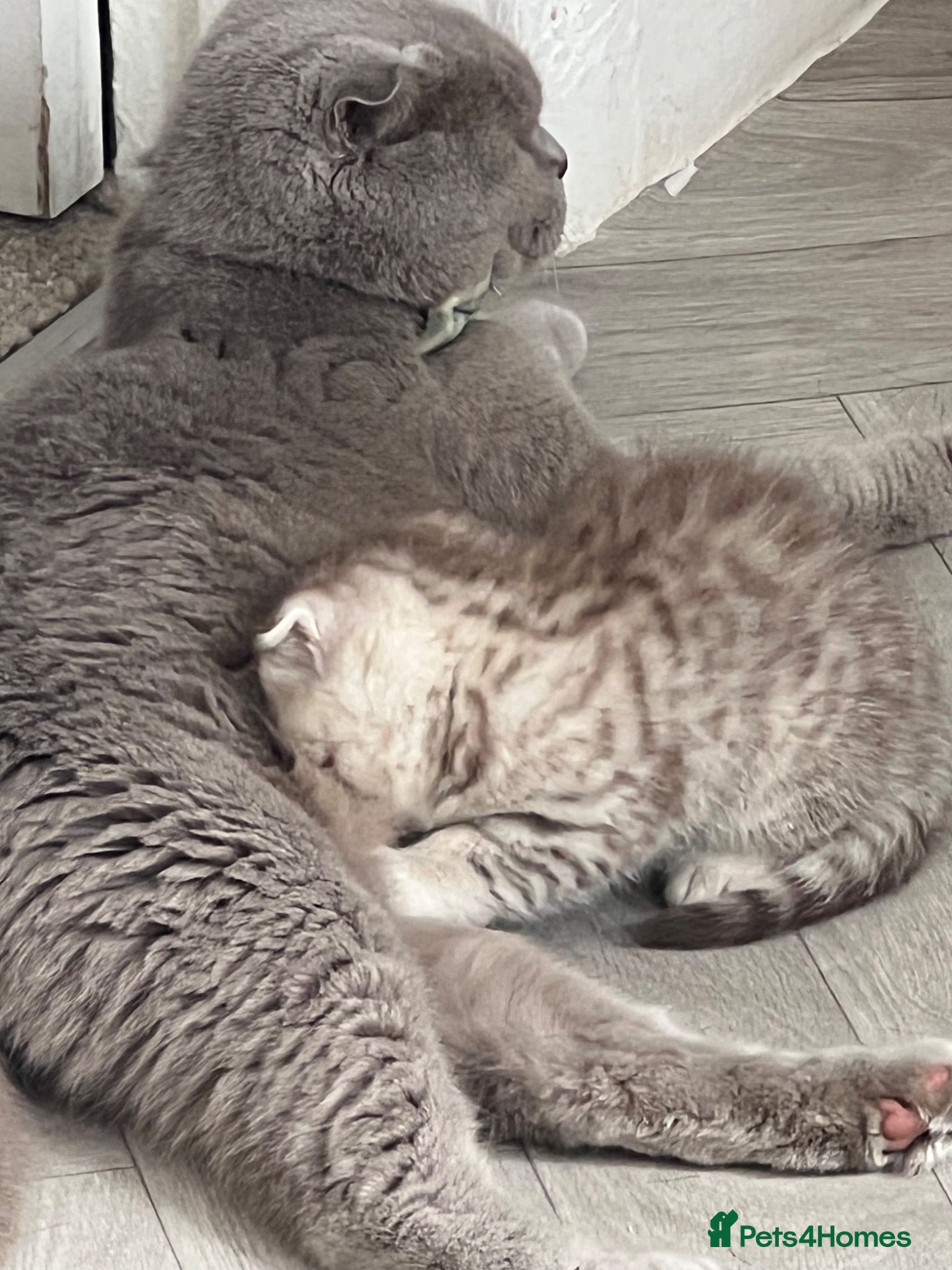British Shorthair cats Rare chocolate spotty kittens - Advert 2