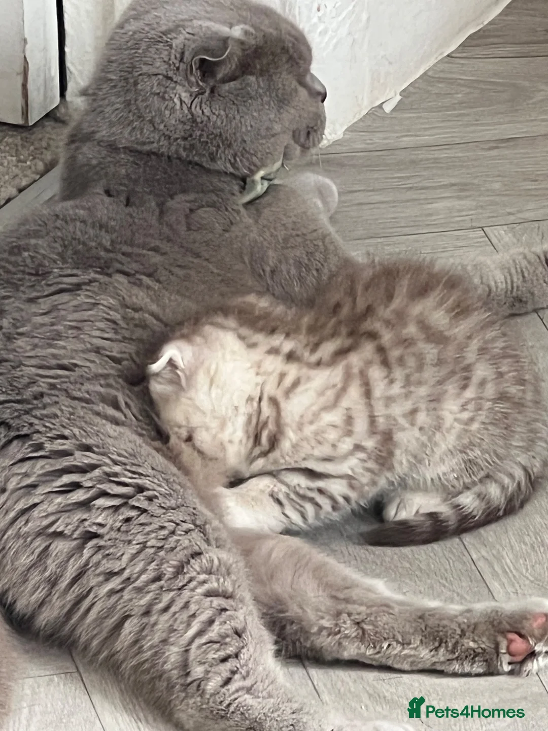 British Shorthair cats for sale: Rare chocolate spotty kittens - Advert 2