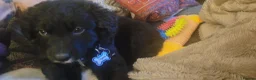 Mixed Breed dogs for sale: Collie cross Greyhound 9 months old in Barton-upon-Humber - Advert 10