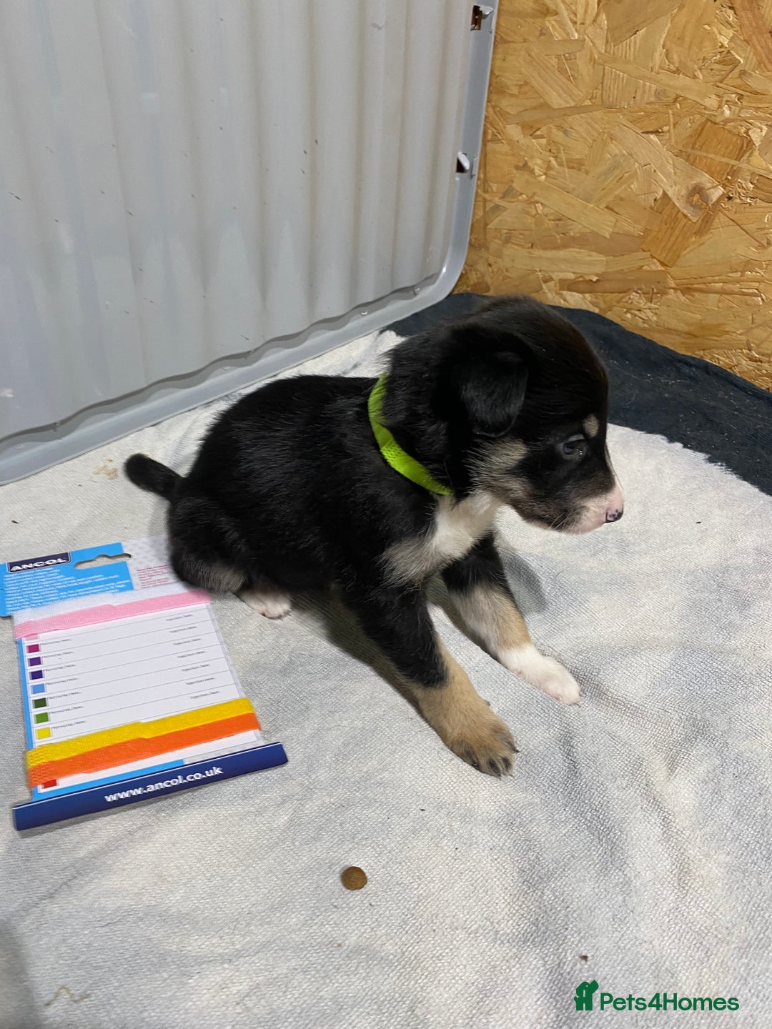 Border Collie dogs for sale: Beautiful border collie pups  - Advert 17