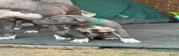 Staffordshire Bull Terrier dogs for sale: American Staffordshire terrier.ready to leave!!!  - Advert 16