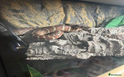 Python Snake reptiles for sale: Hypo Bredli Python - Image 3
