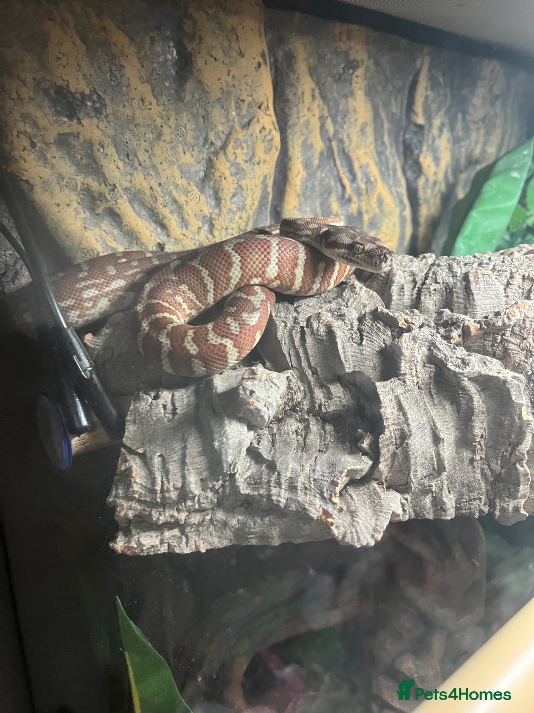 Python Snake reptiles for sale: Hypo Bredli Python - Image 3
