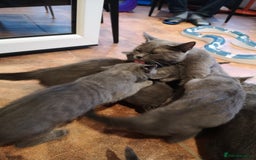 Chartreux cats for sale: Chartreux kittens 1 boy & 1 girl - Image 4