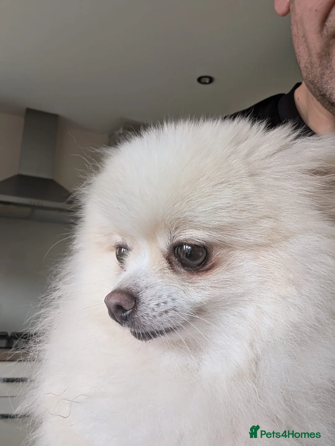 Pomeranian dogs for sale: 2 KC registered pomeranian puppies, Ready To Leave - Advert 3