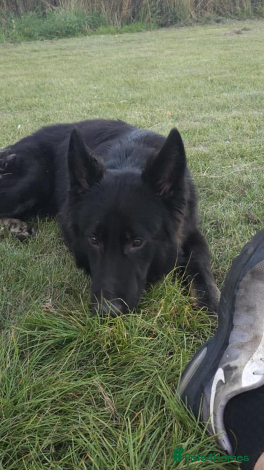 German Shepherd dogs for sale: 2 gorgeous German shepherd brothers  - Advert 8