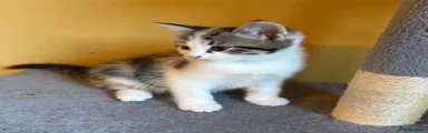 Domestic Shorthair 1