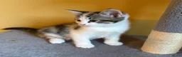Domestic Shorthair cats for sale: 5 Beautiful Kittens – Ready 26th August 🐾 in Driffield - Advert 6