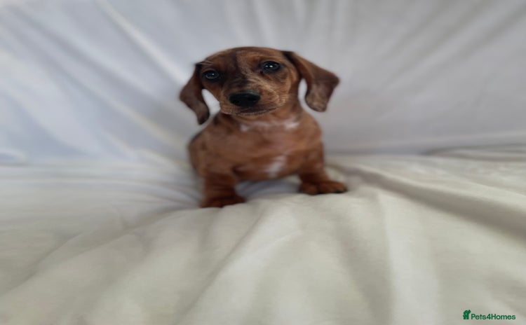 Miniature Dachshund dogs - Advert 1