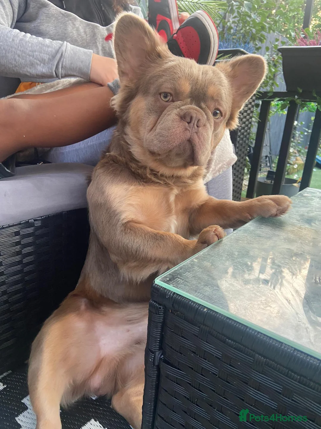 French Bulldog dogs for sale: Fluffy Frenchie  - Advert 2