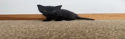 Mixed Breed cats for sale: Kittens - Advert 2