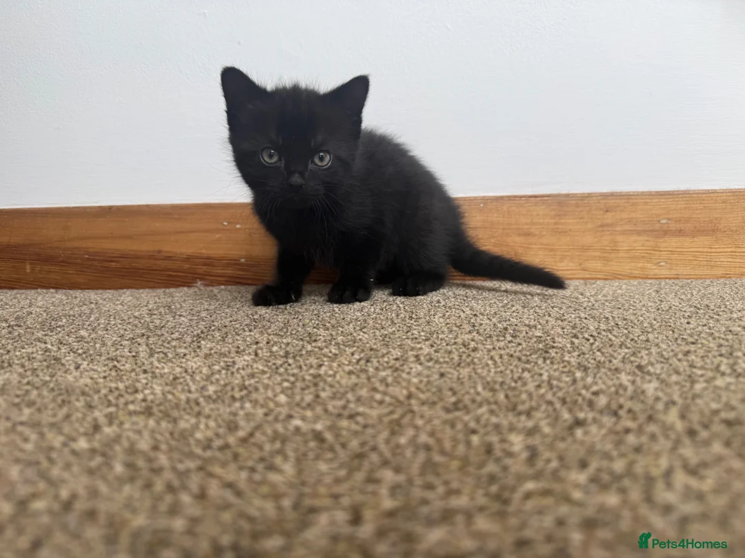 Mixed Breed cats for sale: Kittens - Advert 2