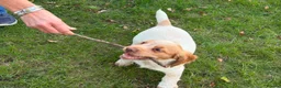 Cocker Spaniel dogs for sale: 8 KC registered Cocker Spaniel Puppies - Advert 11