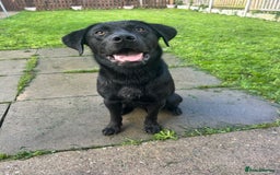 Labrador Retriever dogs for sale: 1 year old male labrador (Goose)  - Image 2