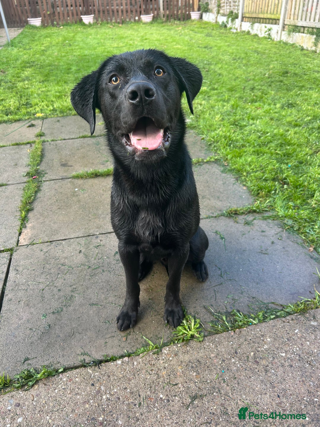 Labrador Retriever dogs for sale: 1 year old male labrador (Goose)  - Image 2