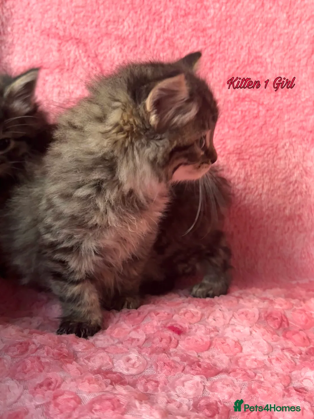 Maine Coon cats for sale: Maine coon cross Kittens❤️ - Advert 4