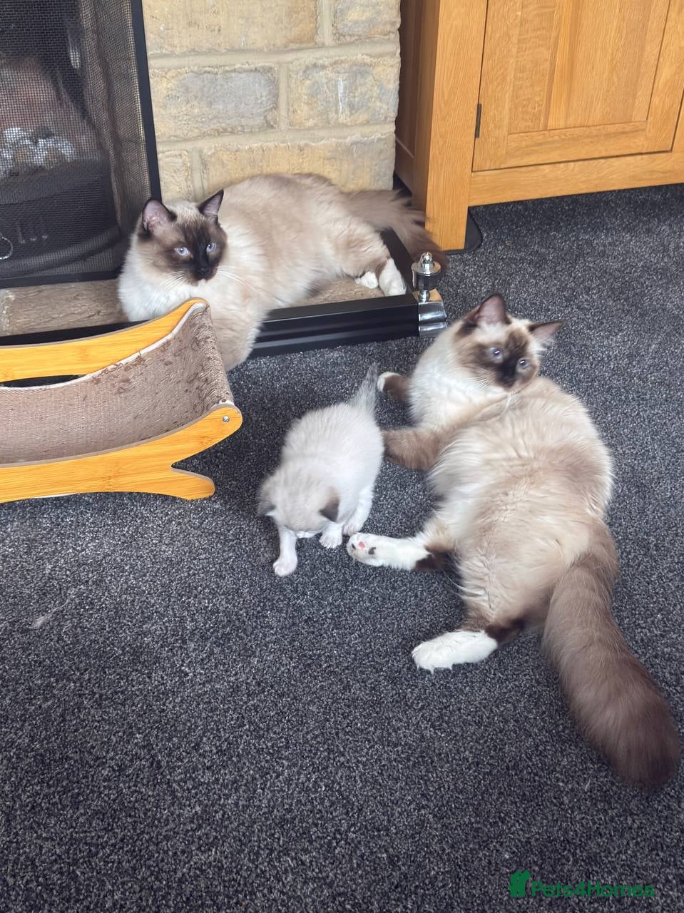 Ragdoll cats Male Mitted Seal Point Ragdoll Kitten - Advert 9